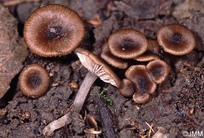 Entoloma caccabus