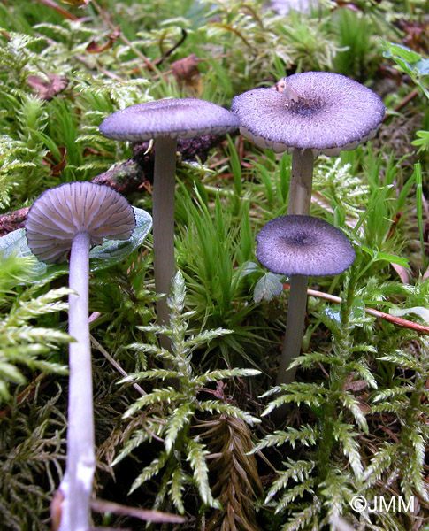 Entoloma caesiocinctum