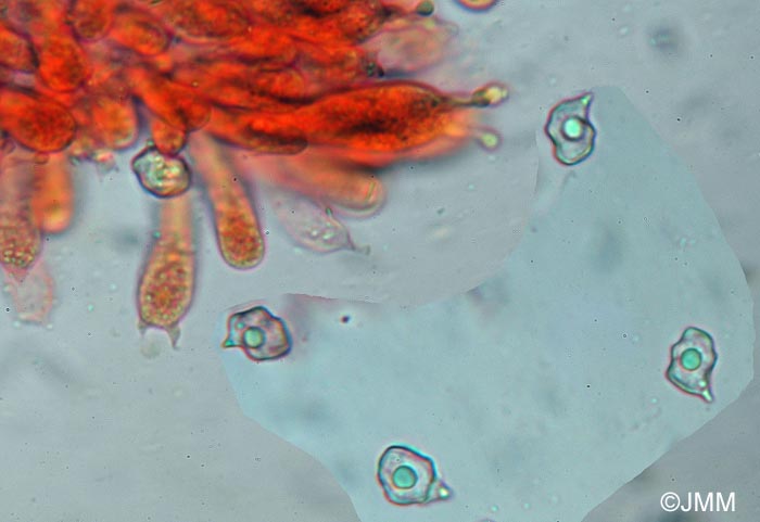 Entoloma cetratum : spores et basides bisporiques