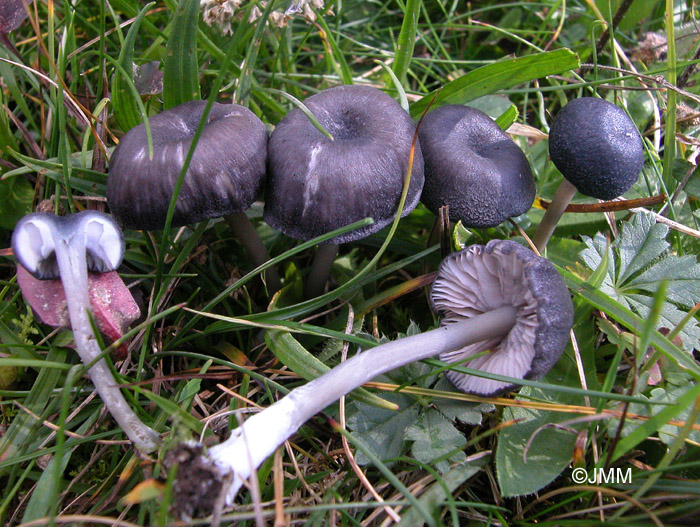 Entoloma chalybaeum