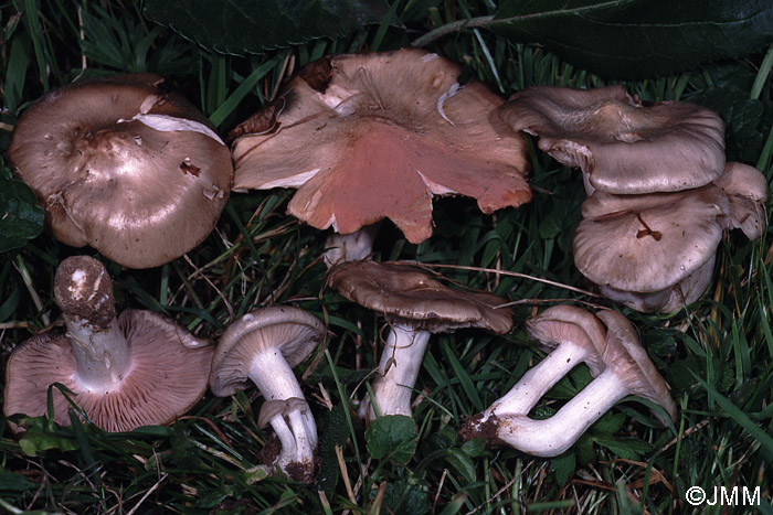 Entoloma clypeatum