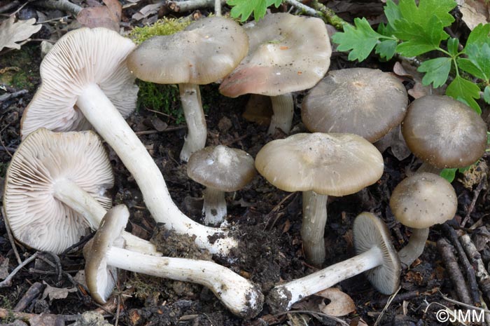 Entoloma clypeatum