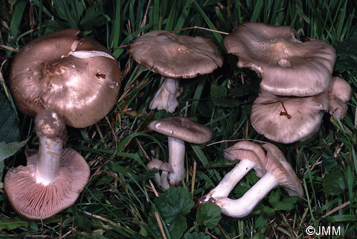 Entoloma clypeatum