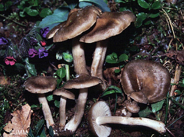 Entoloma clypeatum