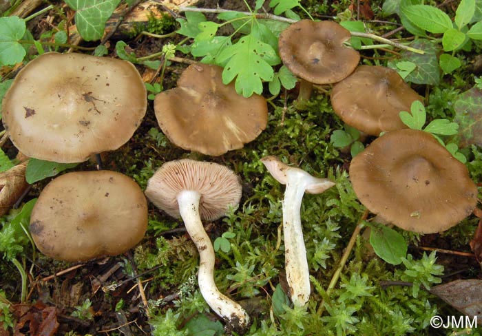 Entoloma clypeatum