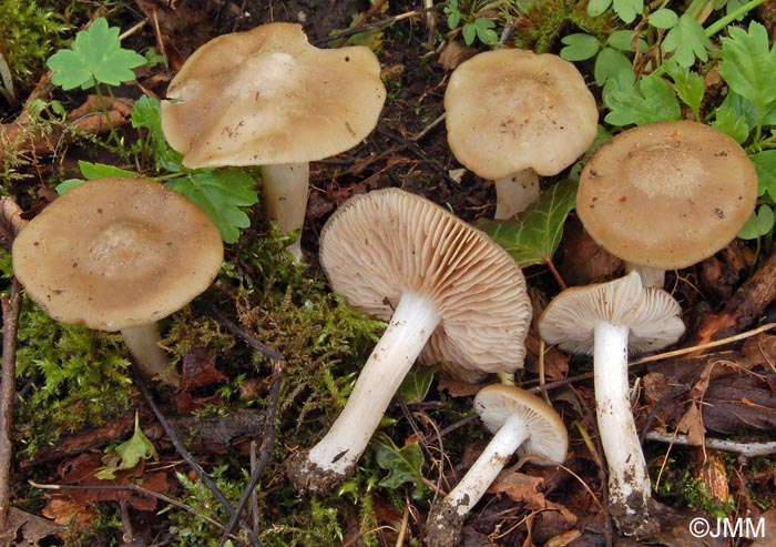 Entoloma clypeatum