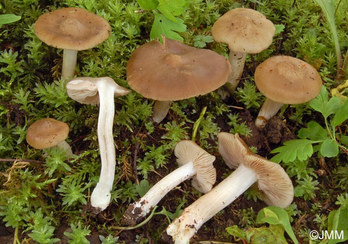 Entoloma clypeatum