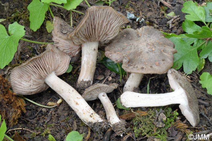 Entoloma clypeatum