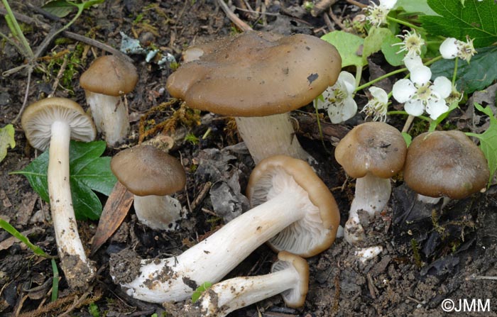 Entoloma clypeatum