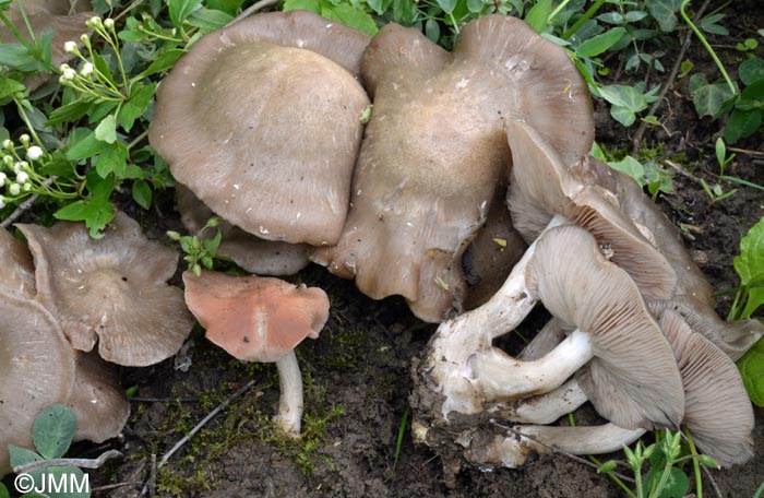 Entoloma clypeatum