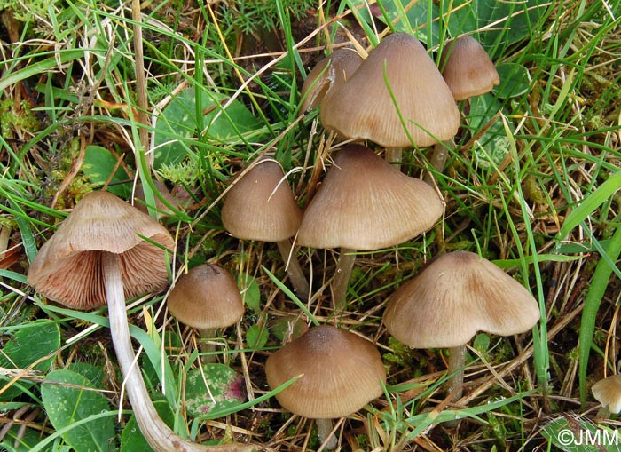 Entoloma conferendum