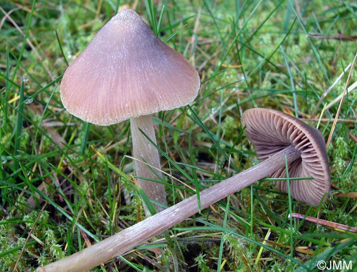 Entoloma conferendum