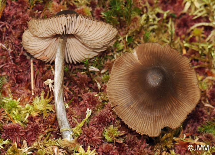 Entoloma conferendum