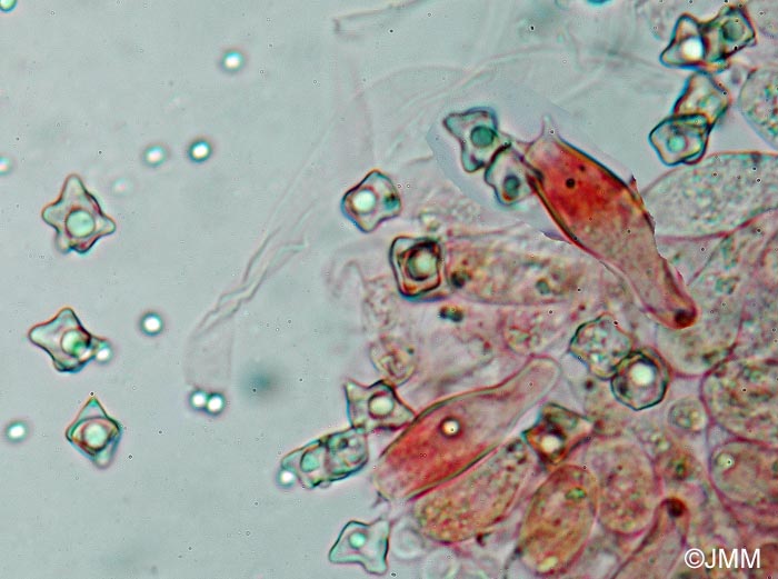 Entoloma conferendum : spores et basides