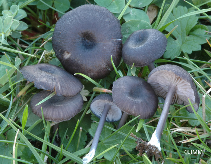 Entoloma corvinum