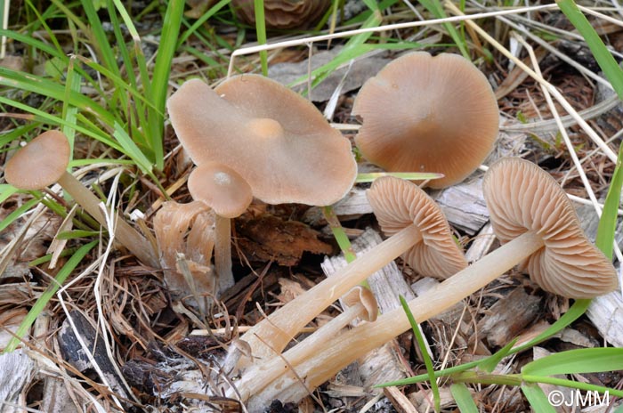 Entoloma cuneatum