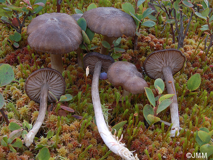 Entoloma elodes