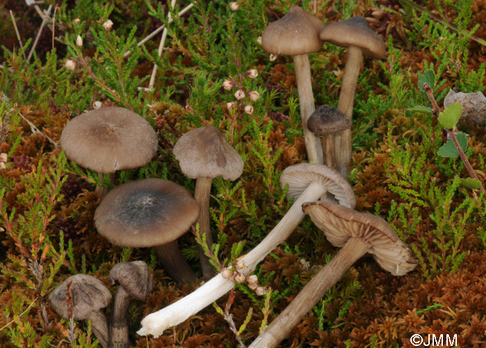 Entoloma elodes