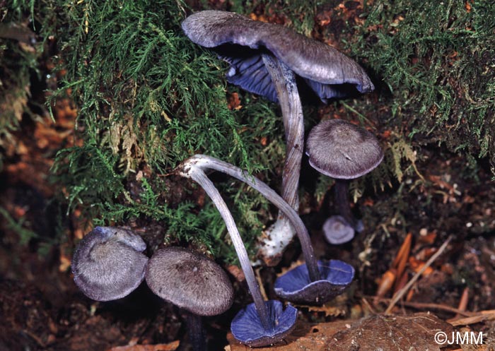 Entoloma euchroum