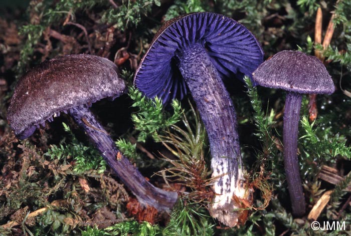 Entoloma euchroum