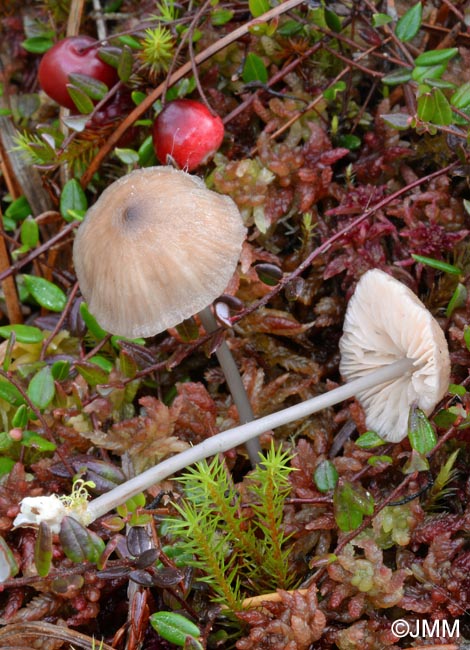 Entoloma exile