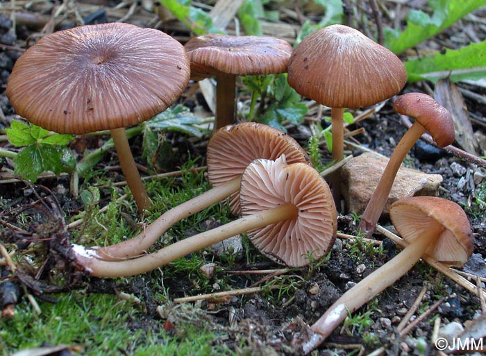 Entoloma formosum