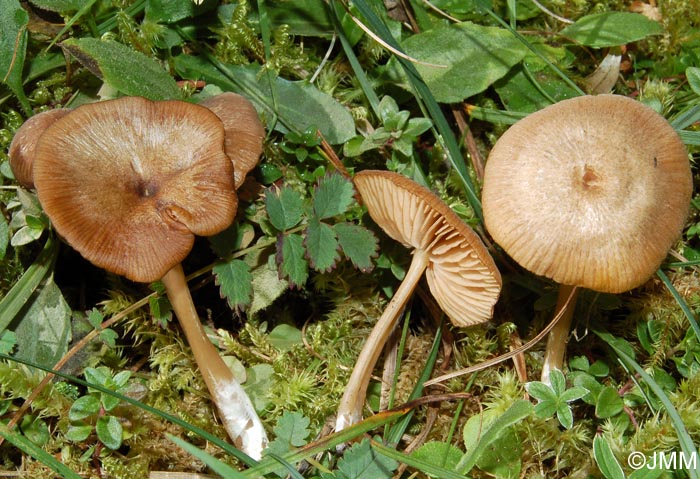 Entoloma formosum