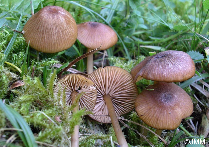 Entoloma formosum