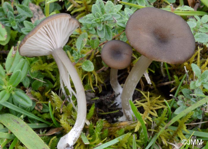 Entoloma fridolfingense