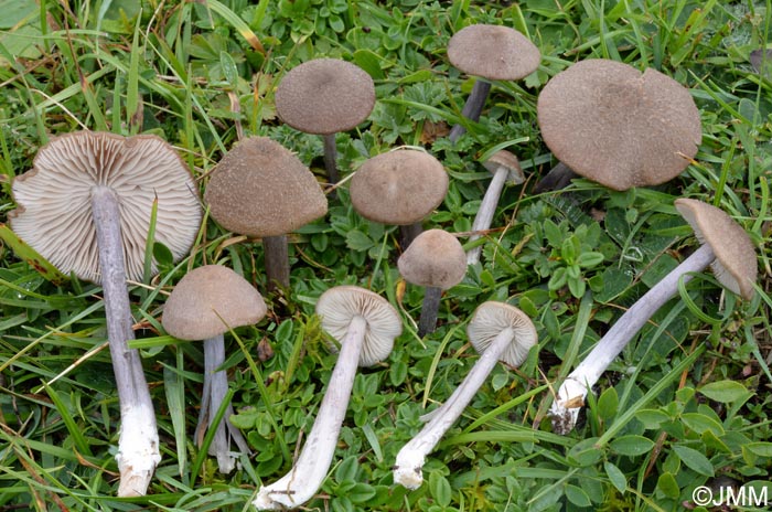 Entoloma griseocyaneum