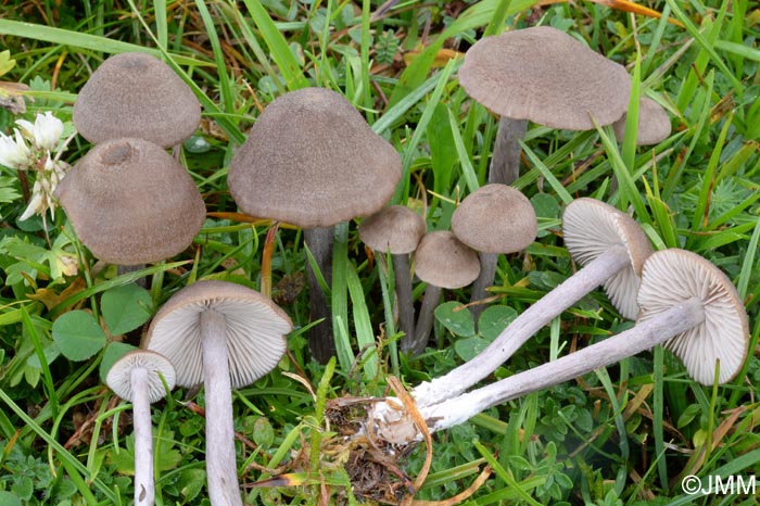 Entoloma griseocyaneum