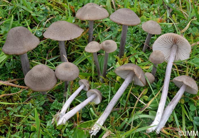 Entoloma griseocyaneum