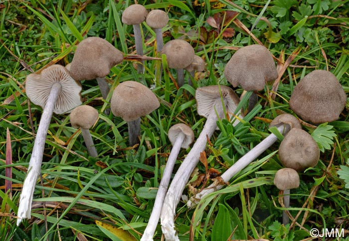 Entoloma griseocyaneum