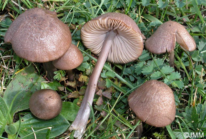 Entoloma griseocyaneum