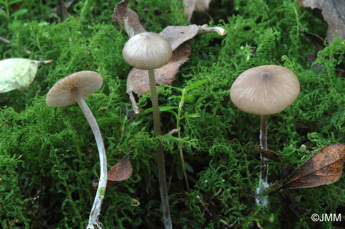 Entoloma hebes