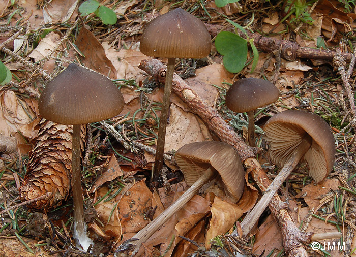 Entoloma hirtipes