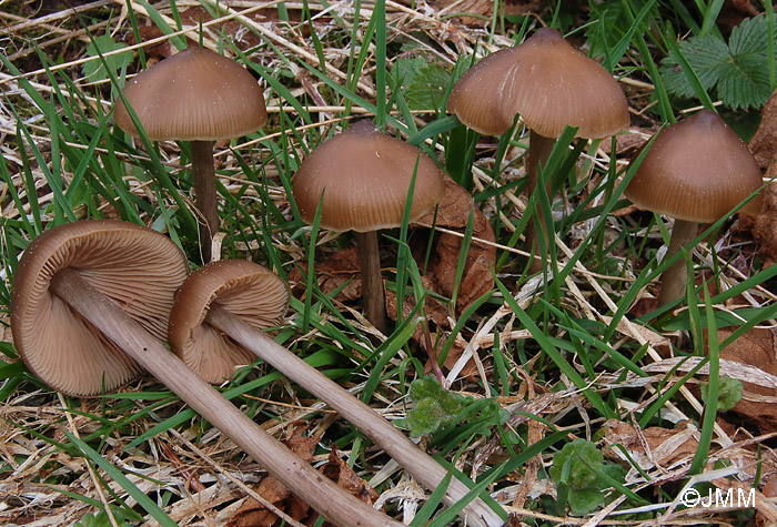 Entoloma hirtipes