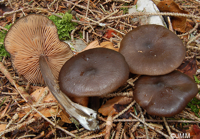 Entoloma hirtipes