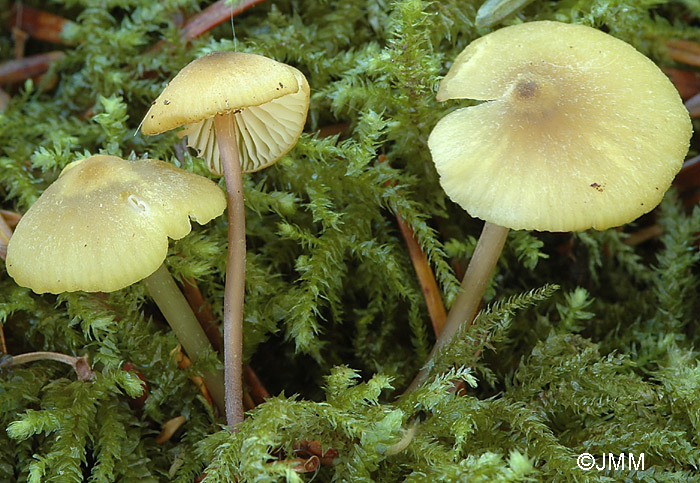 Entoloma icterinum