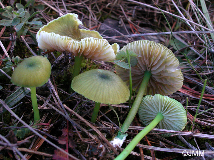 Entoloma incanum