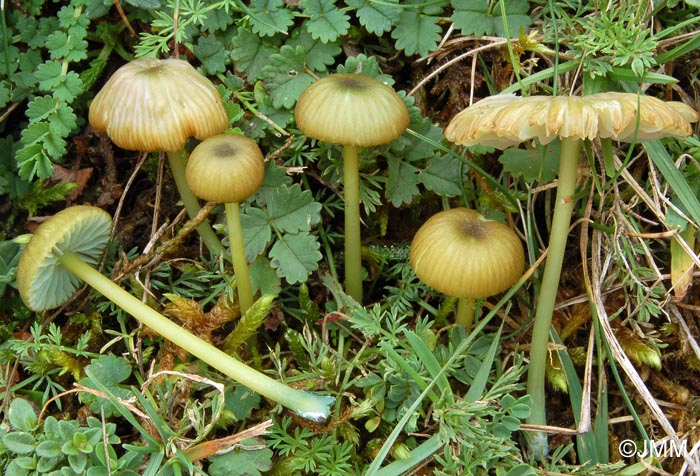 Entoloma incanum