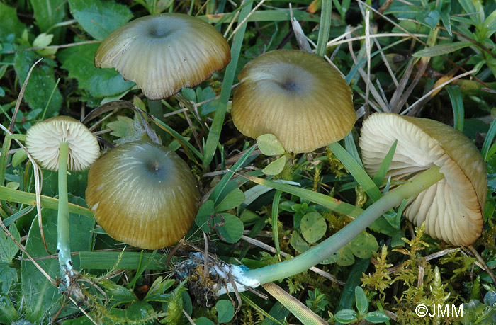 Entoloma incanum