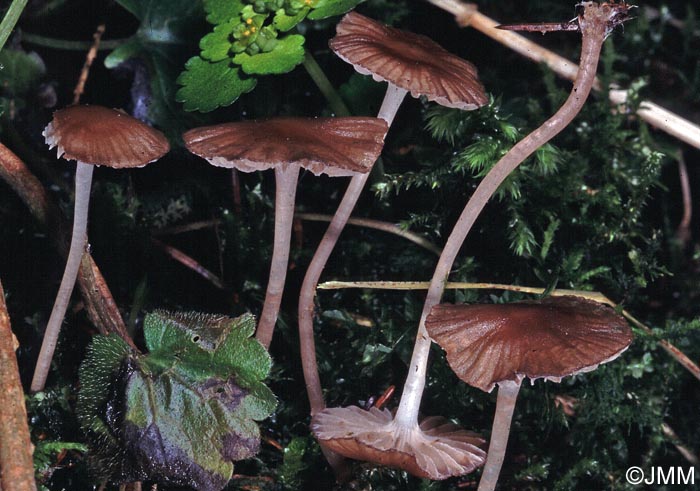 Entoloma incarnatofuscescens = Entoloma leptonipes