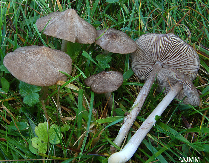 Entoloma jubatum