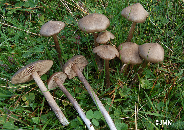 Entoloma jubatum