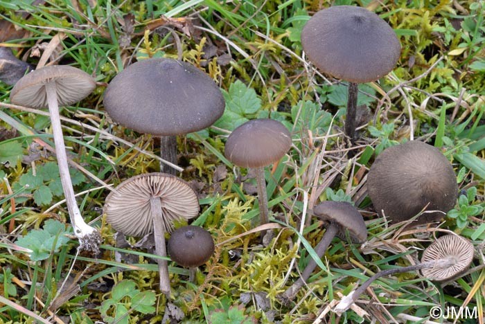 Entoloma kuehnerianum