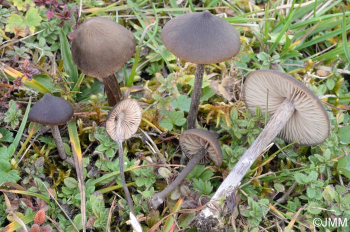 Entoloma kuehnerianum