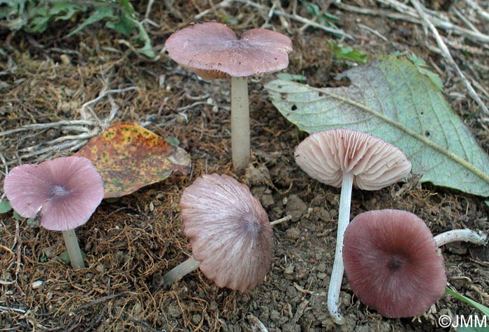 Entoloma lilacinoroseum