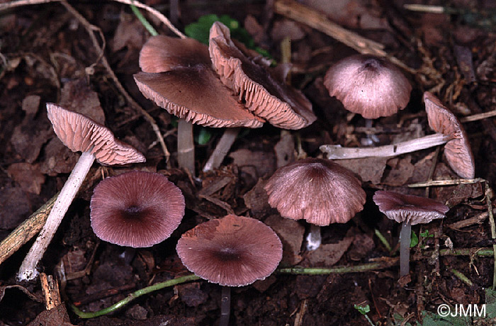 Entoloma lilacinoroseum