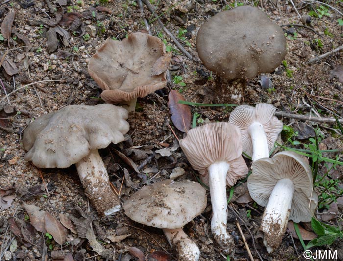 Entoloma lividoalbum